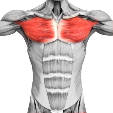İnsan Vücut Kasları Anatomisi. 3d