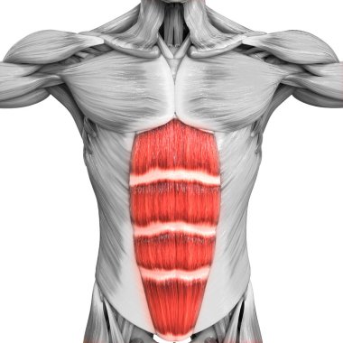 İnsan Vücut Kasları Anatomisi. 3d