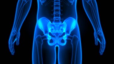 İnsan iskelet sistemi kalça anatomisi. 3D - Görüntü