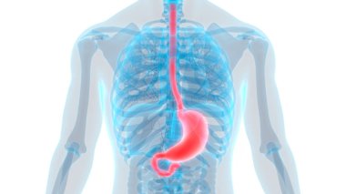 İnsan Sindirim Sistemi (Mide Anatomisi). Üç Boyut