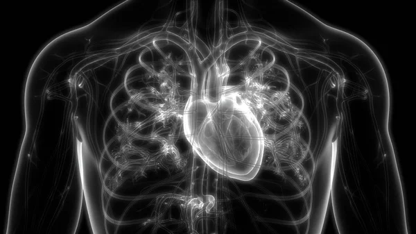 Nsan Kalbi Anatomisi Çizimi — Stok fotoğraf