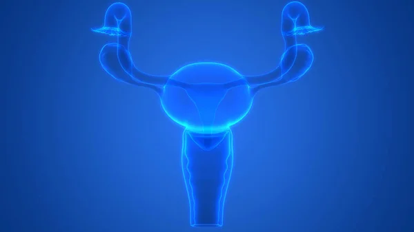 Sistem Reproduksi Wanita Anatomi — Stok Foto