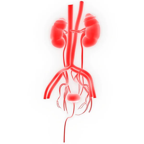 Illustration Menschlicher Körperorgane Nieren — Stockfoto