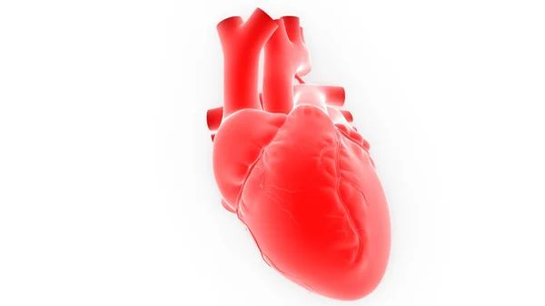 Human Heart Anatomy Illustration — Stock Photo, Image