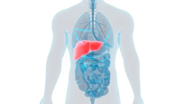 Ihmisen Kehon Elinten Anatomia Maksa — kuvapankkivalokuva