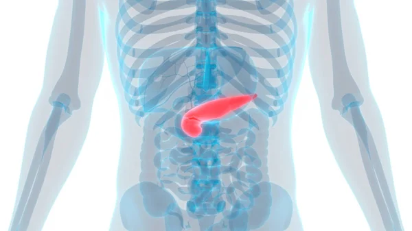 Mänsklig Inre Matsmältningsorgan Bukspottkörtel Anatomi Illustration — Stockfoto