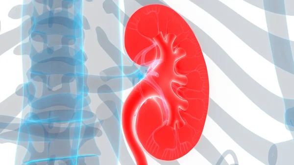 Illustration Human Body Organs Kidneys — Stock Photo, Image