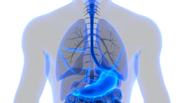 Apparato Digerente Umano Anatomia Dello Stomaco — Foto Stock
