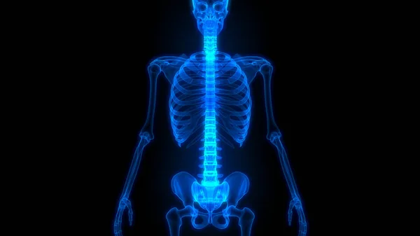 Menschliche Skelettsystem Rippen Anatomie — Stockfoto