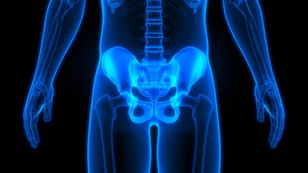 Menselijke Skelet Systeem Hip Anatomie Illustratie — Stockfoto