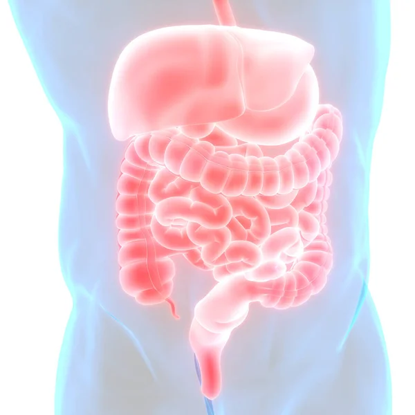 stock image Human Digestive System Anatomy. 3D