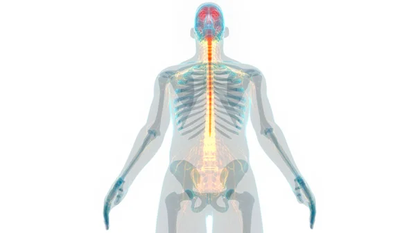 Organo Centrale Del Sistema Nervoso Umano Anatomia Cerebrale — Foto Stock