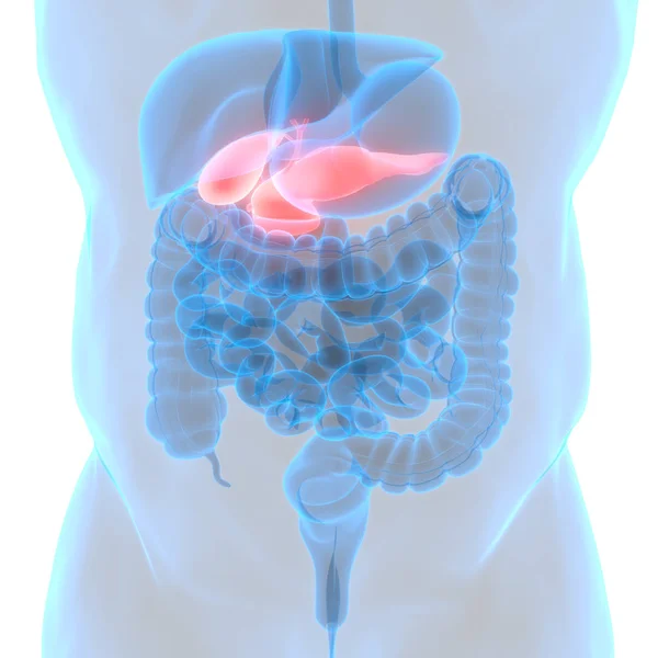 Organe Digestif Interne Humain Pancréas Anatomie — Photo