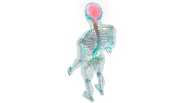 Órgano Central Del Sistema Nervioso Humano Anatomía Cerebral — Foto de Stock