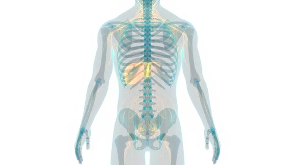 Anatomia Dos Órgãos Corpo Humano Fígado — Fotografia de Stock