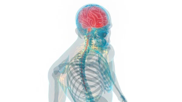 Central Organ Human Nervous System Brain Anatomy — Stock Photo, Image