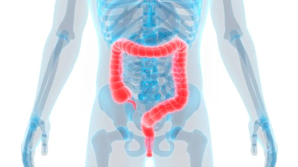 Sistema Digestivo Humano Anatomia Intestinal Grande Pequena — Fotografia de Stock