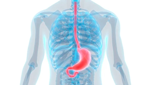 Human Digestive System Perut Anatomi Dalam Bahasa Inggris — Stok Foto