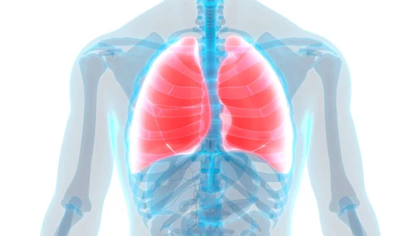 Human Respiratory System Lungs Anatomy — Stock Photo, Image