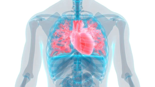 Human Heart Anatomy Illustration — Stock Photo, Image