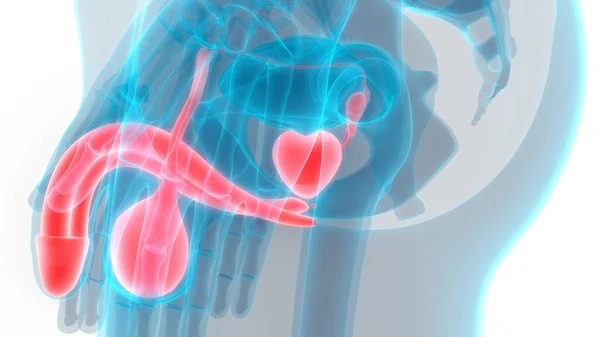 Anatomia Del Sistema Riproduttivo Maschile — Foto Stock