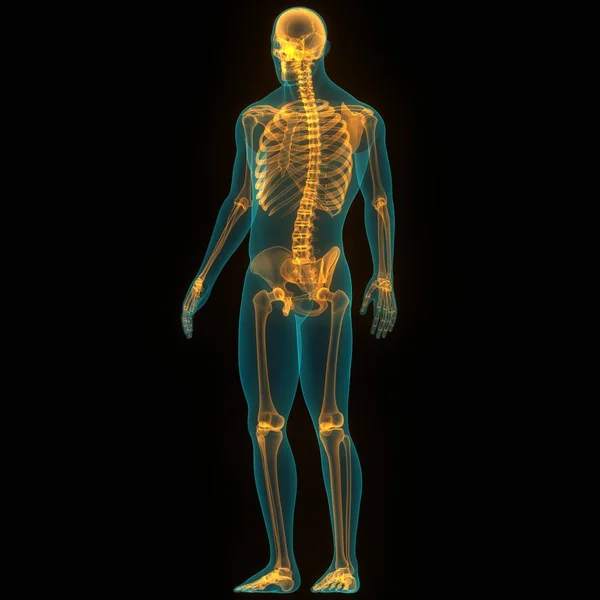Human Skeleton System Axial Skeleton Anatomy — стокове фото