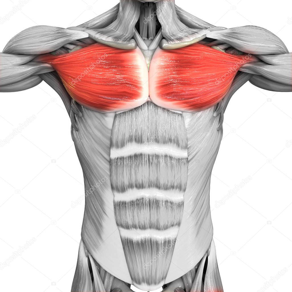 Human Body Muscles Anatomy. 3D