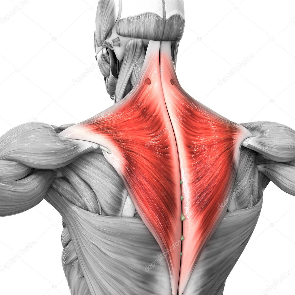 Human Body Muscles Anatomy. 3D