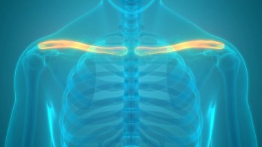 İnsan iskelet sistemi köprücük kemiği eklemi anatomisi. Üç Boyut