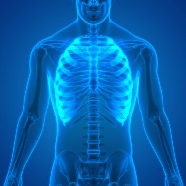 İnsan Vücut Kemiği Eklem Ağrısı Anatomi (Kaburga). 3d