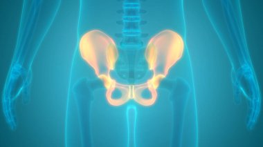 İnsan iskelet sistemi kalça anatomisi. 3D - Görüntü