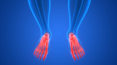 İnsan iskeleti bacak eklemi anatomisi. 3D - Görüntü