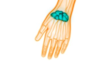 İnsan iskeleti eklem ağrıları (Hand Joint). 3d