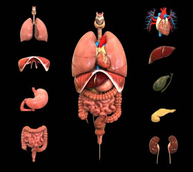 İnsan Vücudu İç Organlar Anatomisini Tamamladı. 3d