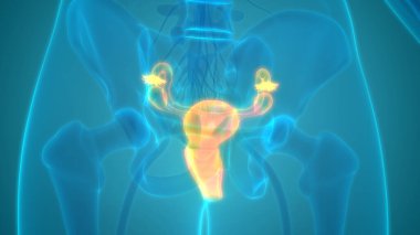 Kadın Üreme Sistemi Anatomisi. Üç Boyut