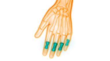 İnsan iskeleti eklem ağrıları (Hand Joint). 3d