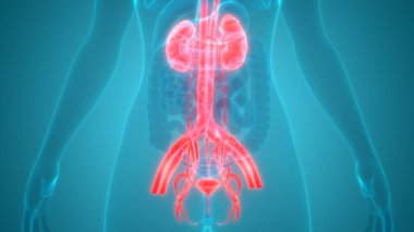 İnsan Vücut Organlarının 3D İllüstrasyonu (Böbrekler)