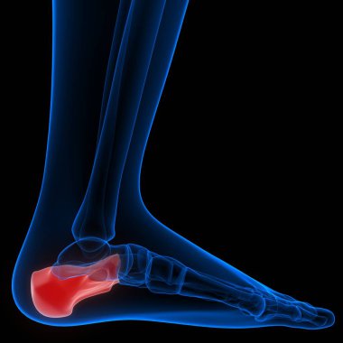 İnsan Kemiği Eklem Ağrısı Anatomisi (Ayak ve Bacak Eklemleri). 3d