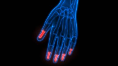 İnsan iskeleti eklem ağrıları (Hand Joint). 3d