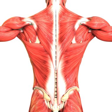 İnsan Vücut Kas Sistemi Anatomisi. Üç Boyut