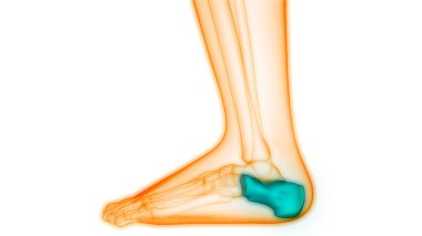 İnsan Vücut Kemiği Eklem Ağrısı (ayak eklemleri ve kemikler). 3D - Görüntü