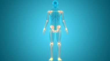 İnsan iskeleti bacak eklemi anatomisi. 3D - Görüntü