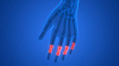 İnsan iskeleti eklem ağrıları (Hand Joint). 3d