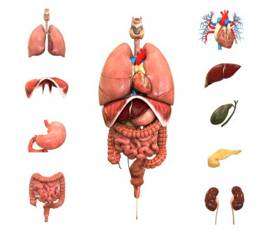 İnsan Vücudu İç Organlar Anatomisini Tamamladı. 3d