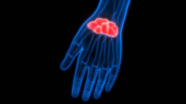 İnsan iskeleti eklem ağrıları (Hand Joint). 3d
