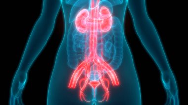 İnsan Vücut Organlarının 3D İllüstrasyonu (Böbrekler)