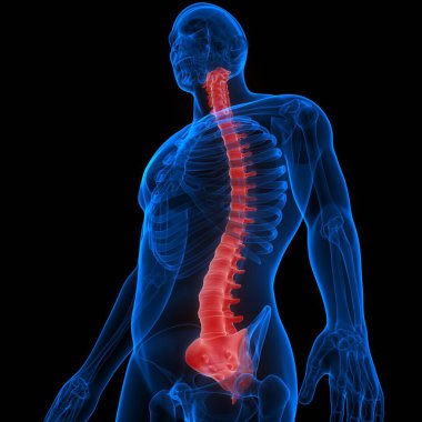 İnsan iskeleti anatomisinin omurgası. 3d