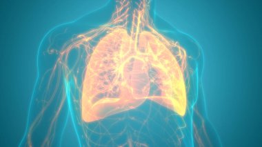 İnsan Solunum Sistemi Akciğerleri Anatomisi. Üç Boyut