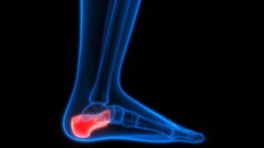 İnsan Kemiği Eklem Ağrısı Anatomisi (Ayak ve Bacak Eklemleri). 3d