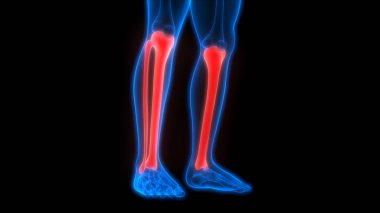 İnsan iskeleti bacak eklemi anatomisi. 3D - Görüntü